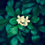 熹薇