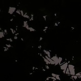 疏桐