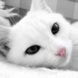 腹肌爱猫咪oo