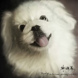 野生男孩鸢尾