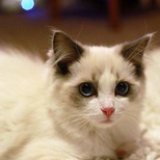 猫猫
