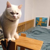 猪猪小飞侠