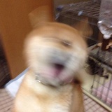 阿枳
