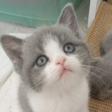 想念我的小蓝白