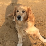 Jess