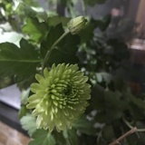 简晴柔