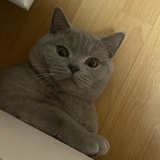 美喵鱼头