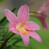 清风舞阳