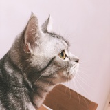 白穆