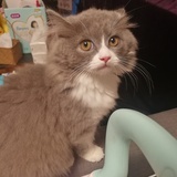 进击的猪猪球