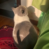 Aku1葵