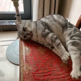 欢轩逸