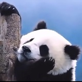 麦麦至尊大会员