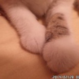 小循花生