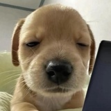 ૮₍ ｡.｡₎ა