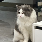 呜啊余小西