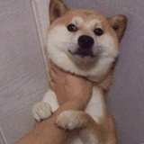 月照独行人