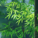 我快乐好运发财