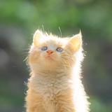 xiuxiuxiu