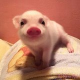 aka猩猩别哭