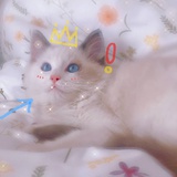 大亦子