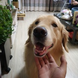 找你的白牙