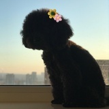 MO丁