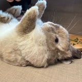林痣玲