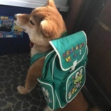 甜磕
