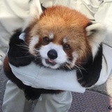 小熊猫课堂