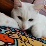 没有西瓜