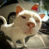 吃土豆不胖人。