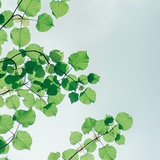 树苗🌱