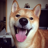 柴柴