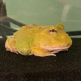 黄色潜水艇