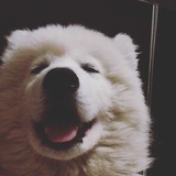 番茄鸡蛋