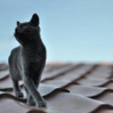 猫命小姐