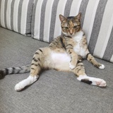 天白