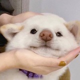 汪汪爱吃仙贝