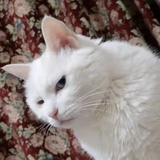 白猫贵族
