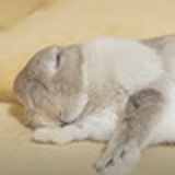 兔重八