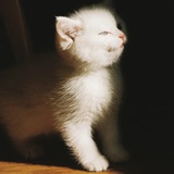 奎木狼下凡