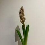 风吹鸡蛋壳