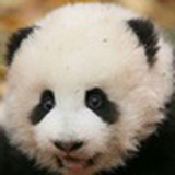 维罗纳的钟声