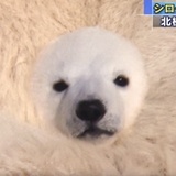 托尼安
