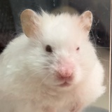 鞠婧祎（长高中