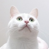 咪咪大王