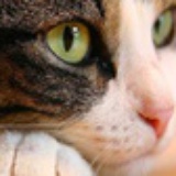 猫儿
