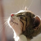 Miao
