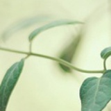 清水豆腐